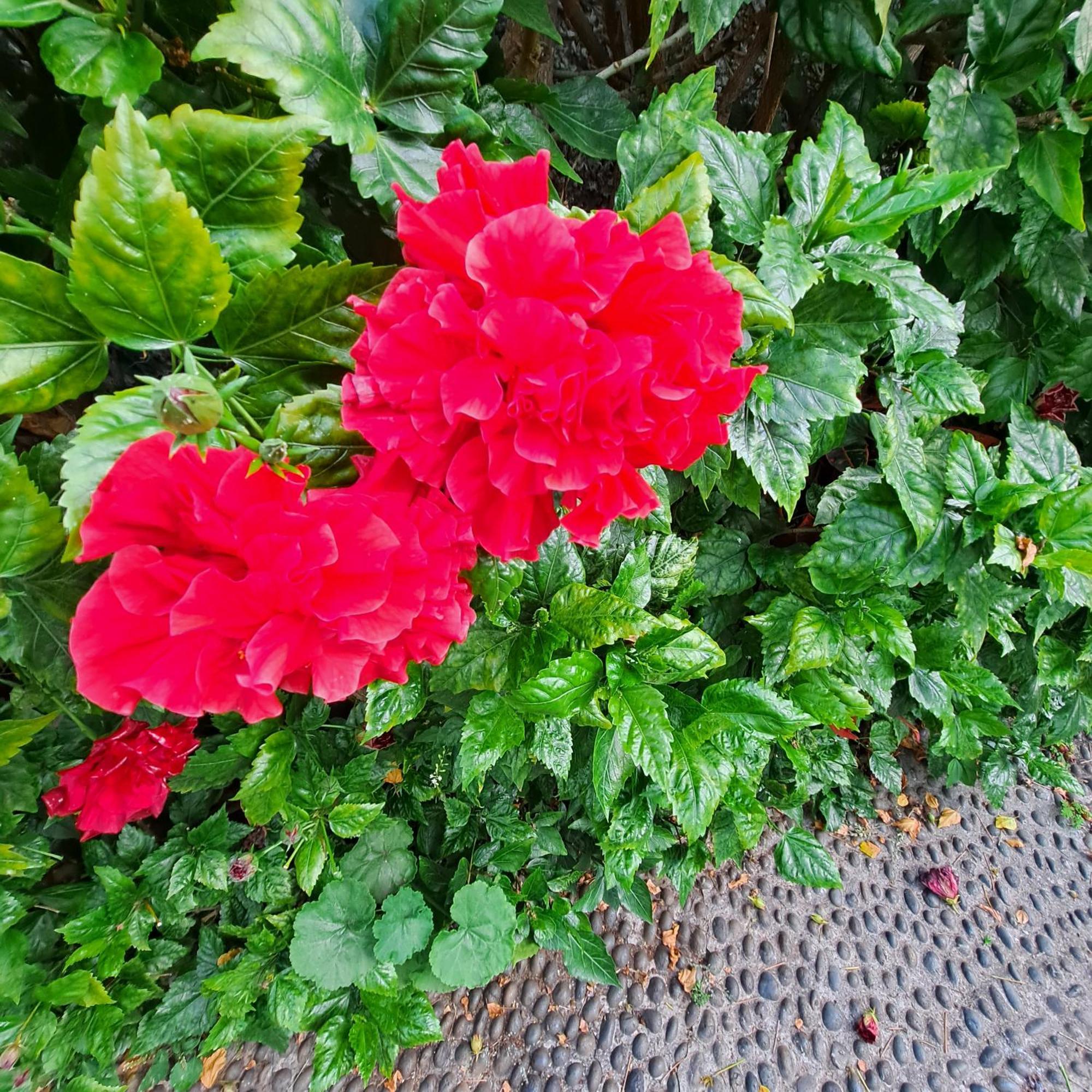 Chale Funchal - City View Εξωτερικό φωτογραφία
